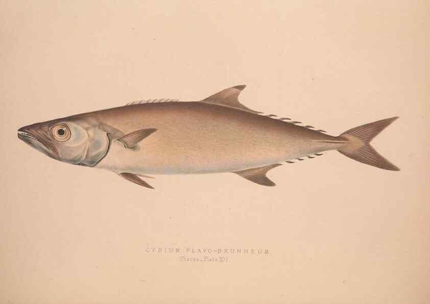Reproducción/Reproduction 49806458918: Illustrations of the zoology of South Africa. London :Smith, Elder and Co.,1838-1849.. 