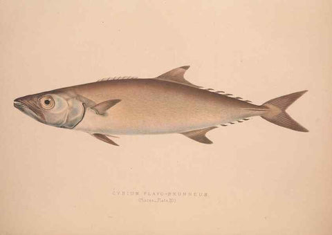Reproducción/Reproduction 49806458918: Illustrations of the zoology of South Africa. London :Smith, Elder and Co.,1838-1849.. 