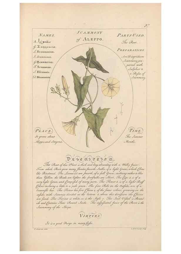 Reproducción/Reproduction 49788083206: Botanicum medicinale :. London :Printed for J. Millan, opposite the Admiralty, Whitehall,[1768?]. 