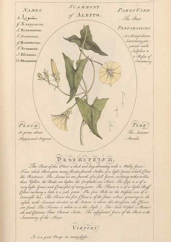 Reproducción/Reproduction 49788083206: Botanicum medicinale :. London :Printed for J. Millan, opposite the Admiralty, Whitehall,[1768?]. 