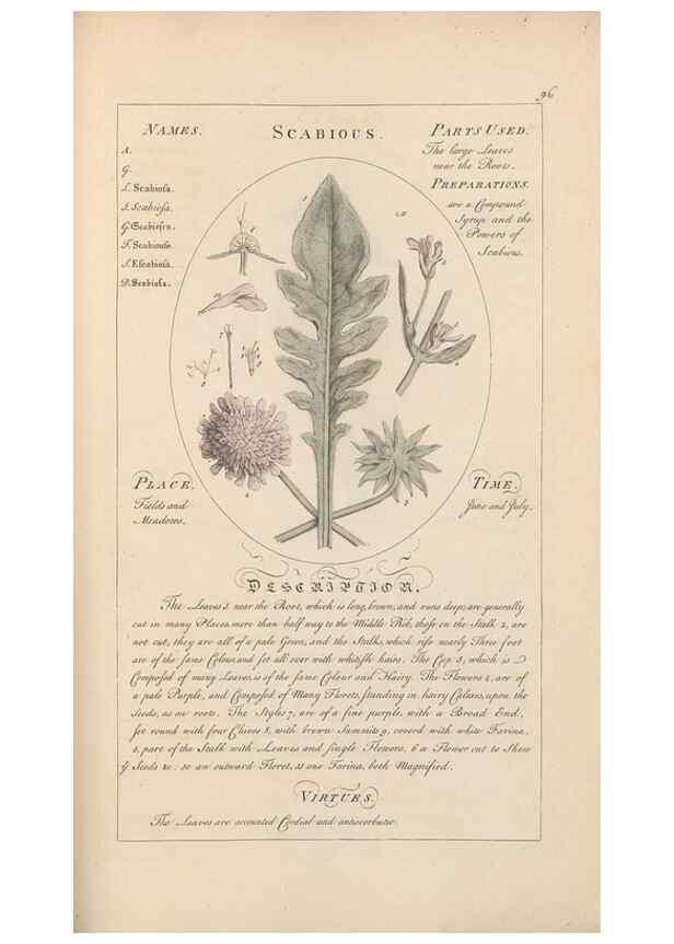 Reproducción/Reproduction 49788403187: Botanicum medicinale :. London :Printed for J. Millan, opposite the Admiralty, Whitehall,[1768?]. 