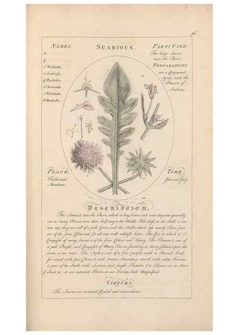 Reproducción/Reproduction 49788403187: Botanicum medicinale :. London :Printed for J. Millan, opposite the Admiralty, Whitehall,[1768?]. 