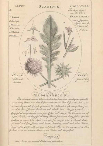 Reproducción/Reproduction 49788403187: Botanicum medicinale :. London :Printed for J. Millan, opposite the Admiralty, Whitehall,[1768?]. 
