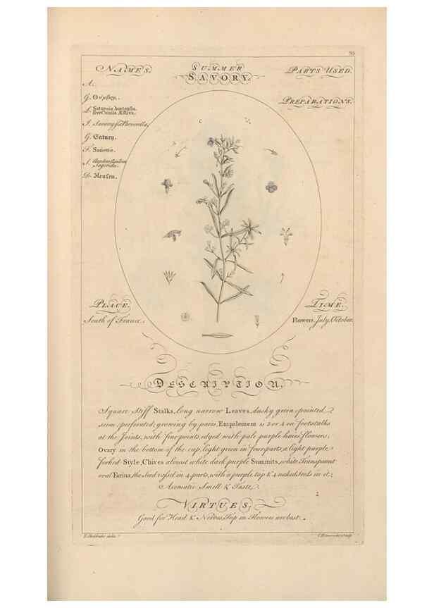 Reproducción/Reproduction 49787542203: Botanicum medicinale :. London :Printed for J. Millan, opposite the Admiralty, Whitehall,[1768?]. 