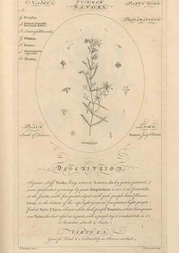 Reproducción/Reproduction 49787542203: Botanicum medicinale :. London :Printed for J. Millan, opposite the Admiralty, Whitehall,[1768?]. 