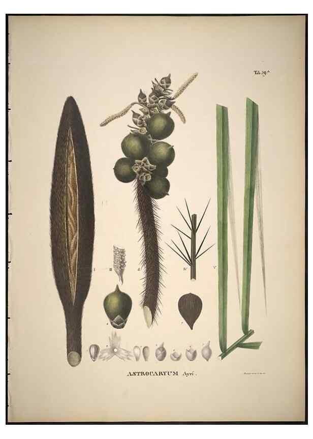 Reproducción/Reproduction 49785973307: Historia naturalis palmarum. Lipsiae: T.O. Weigel, [1823-50]. 