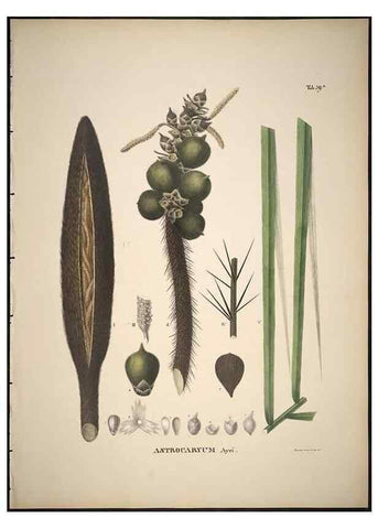Reproducción/Reproduction 49785973307: Historia naturalis palmarum. Lipsiae: T.O. Weigel, [1823-50]. 