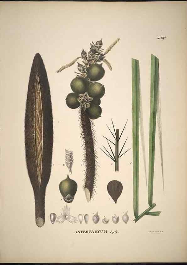 Reproducción/Reproduction 49785973307: Historia naturalis palmarum. Lipsiae: T.O. Weigel, [1823-50]. 