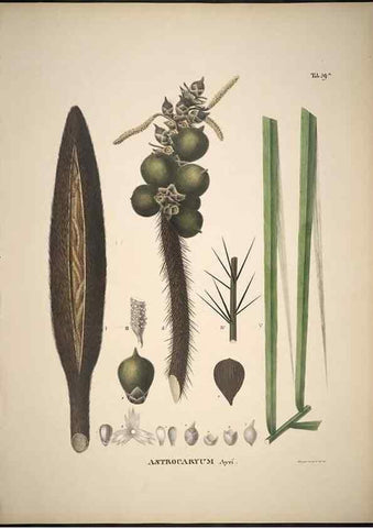 Reproducción/Reproduction 49785973307: Historia naturalis palmarum. Lipsiae: T.O. Weigel, [1823-50]. 