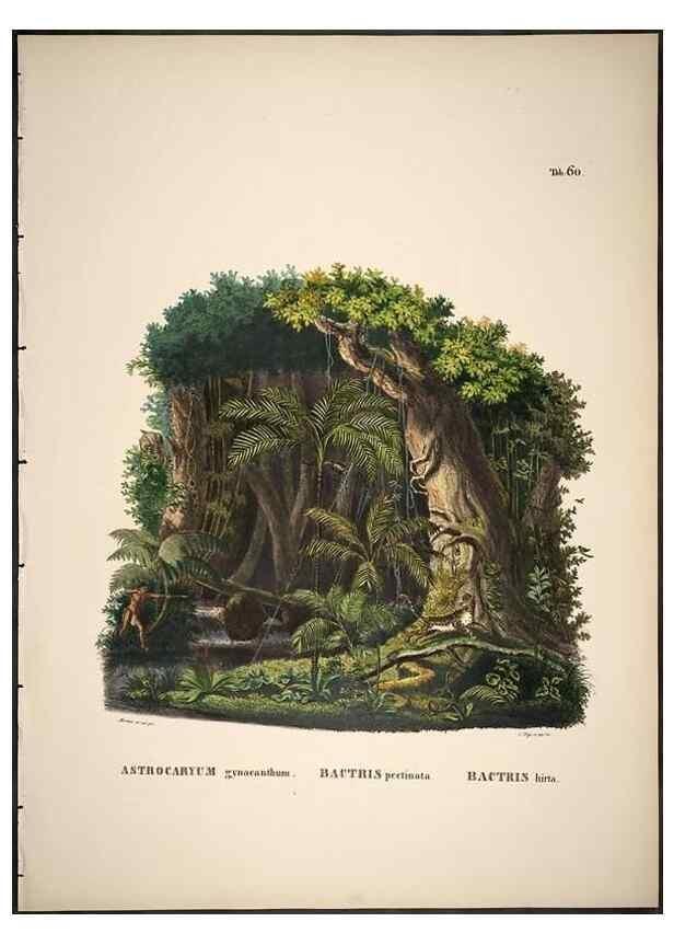 Reproducción/Reproduction 49785115608: Historia naturalis palmarum. Lipsiae: T.O. Weigel, [1823-50]. 
