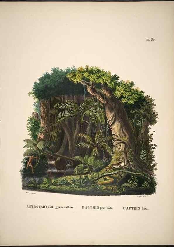 Reproducción/Reproduction 49785115608: Historia naturalis palmarum. Lipsiae: T.O. Weigel, [1823-50]. 