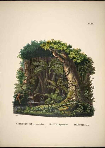 Reproducción/Reproduction 49785115608: Historia naturalis palmarum. Lipsiae: T.O. Weigel, [1823-50]. 