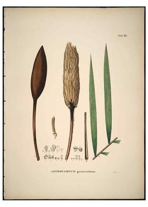 Reproducción/Reproduction 49785973727: Historia naturalis palmarum. Lipsiae: T.O. Weigel, [1823-50]. 