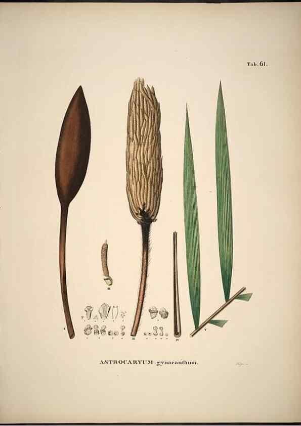 Reproducción/Reproduction 49785973727: Historia naturalis palmarum. Lipsiae: T.O. Weigel, [1823-50]. 