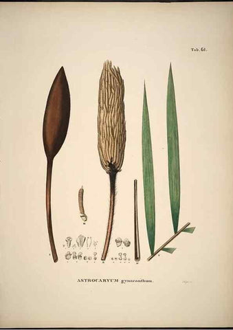 Reproducción/Reproduction 49785973727: Historia naturalis palmarum. Lipsiae: T.O. Weigel, [1823-50]. 