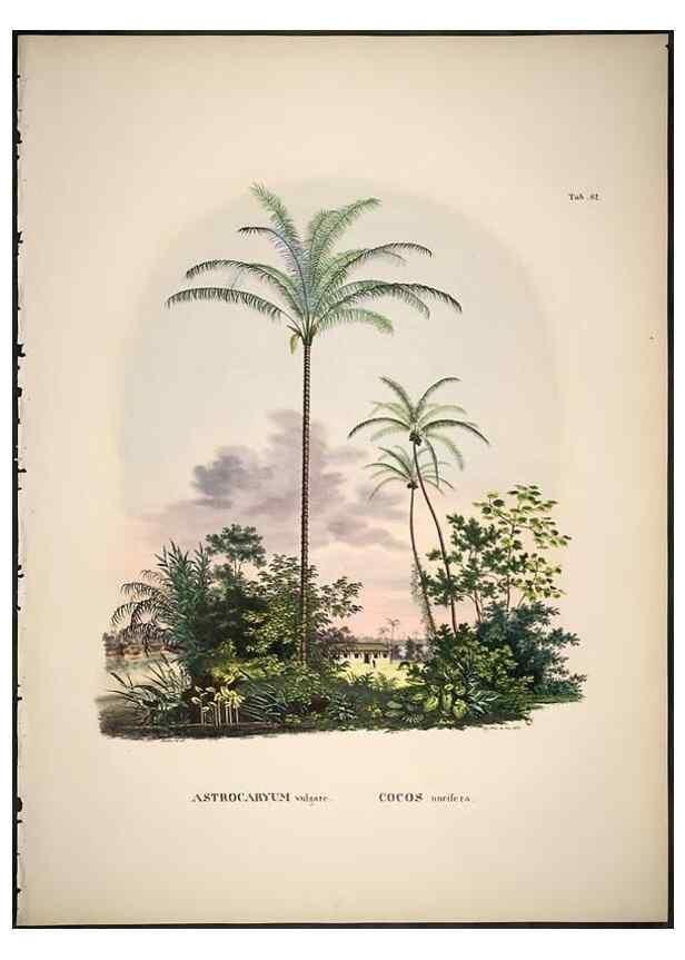 Reproducción/Reproduction 49785651501: Historia naturalis palmarum. Lipsiae: T.O. Weigel, [1823-50]. 