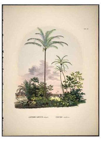 Reproducción/Reproduction 49785651501: Historia naturalis palmarum. Lipsiae: T.O. Weigel, [1823-50]. 
