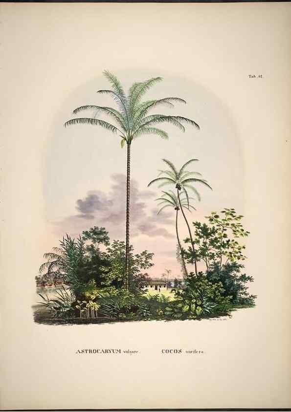 Reproducción/Reproduction 49785651501: Historia naturalis palmarum. Lipsiae: T.O. Weigel, [1823-50]. 