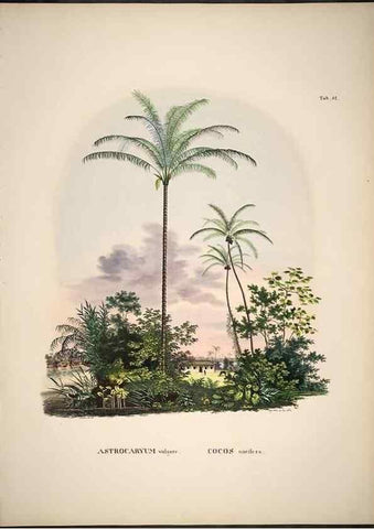 Reproducción/Reproduction 49785651501: Historia naturalis palmarum. Lipsiae: T.O. Weigel, [1823-50]. 