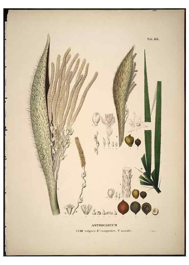 Reproducción/Reproduction 49785651706: Historia naturalis palmarum. Lipsiae: T.O. Weigel, [1823-50]. 
