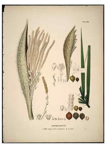 Reproducción/Reproduction 49785651706: Historia naturalis palmarum. Lipsiae: T.O. Weigel, [1823-50]. 