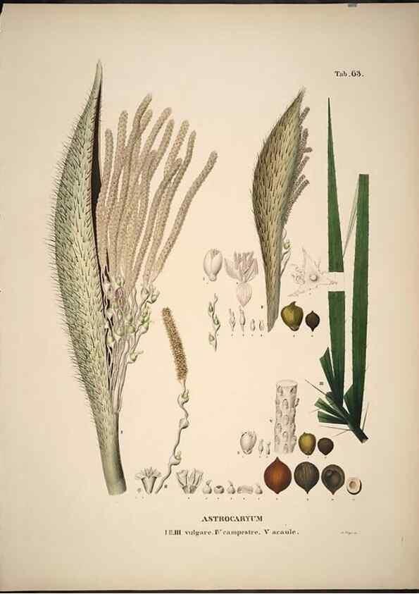 Reproducción/Reproduction 49785651706: Historia naturalis palmarum. Lipsiae: T.O. Weigel, [1823-50]. 