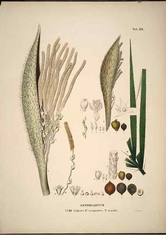 Reproducción/Reproduction 49785651706: Historia naturalis palmarum. Lipsiae: T.O. Weigel, [1823-50]. 