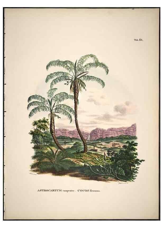 Reproducción/Reproduction 49785116398: Historia naturalis palmarum. Lipsiae: T.O. Weigel, [1823-50]. 