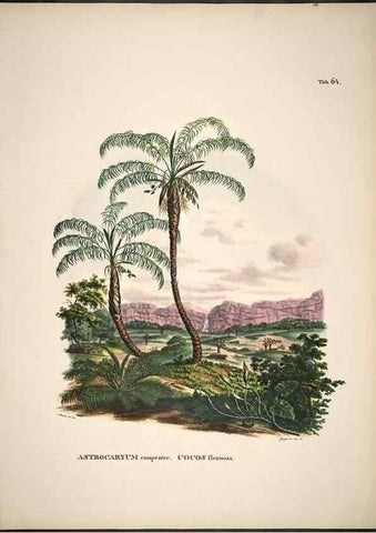 Reproducción/Reproduction 49785116398: Historia naturalis palmarum. Lipsiae: T.O. Weigel, [1823-50]. 