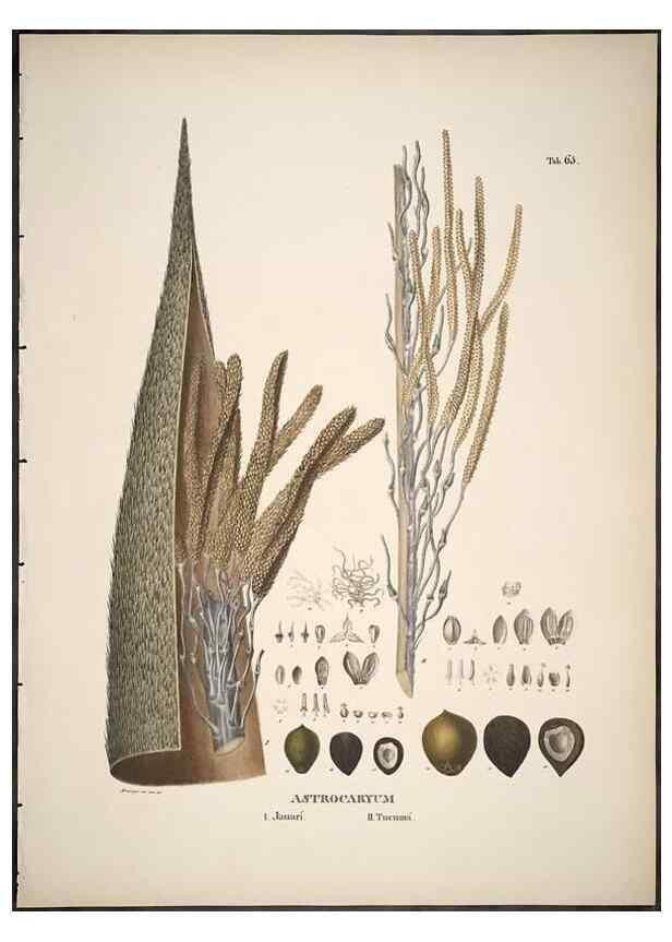 Reproducción/Reproduction 49785652126: Historia naturalis palmarum. Lipsiae: T.O. Weigel, [1823-50]. 