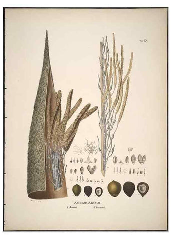 Reproducción/Reproduction 49785652126: Historia naturalis palmarum. Lipsiae: T.O. Weigel, [1823-50]. 