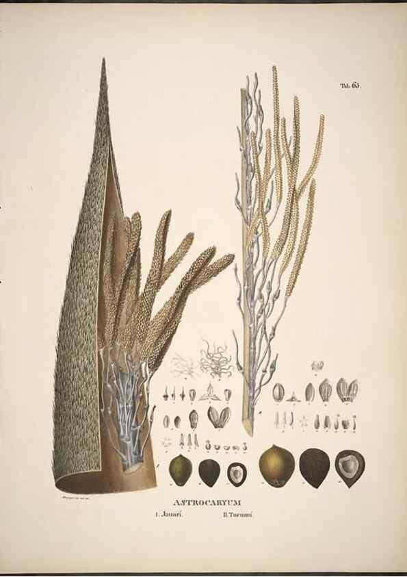 Reproducción/Reproduction 49785652126: Historia naturalis palmarum. Lipsiae: T.O. Weigel, [1823-50]. 