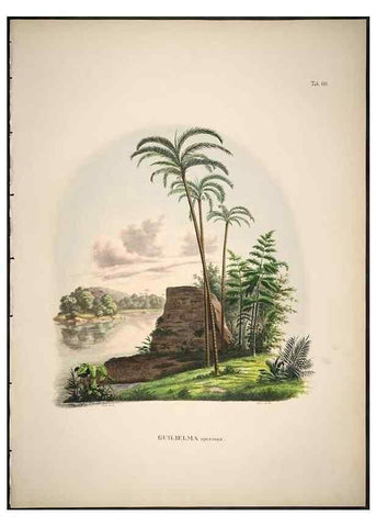 Reproducción/Reproduction 49785116873: Historia naturalis palmarum. Lipsiae: T.O. Weigel, [1823-50]. 