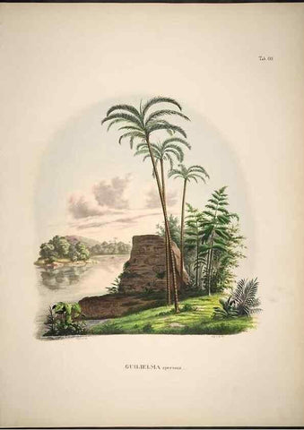 Reproducción/Reproduction 49785116873: Historia naturalis palmarum. Lipsiae: T.O. Weigel, [1823-50]. 