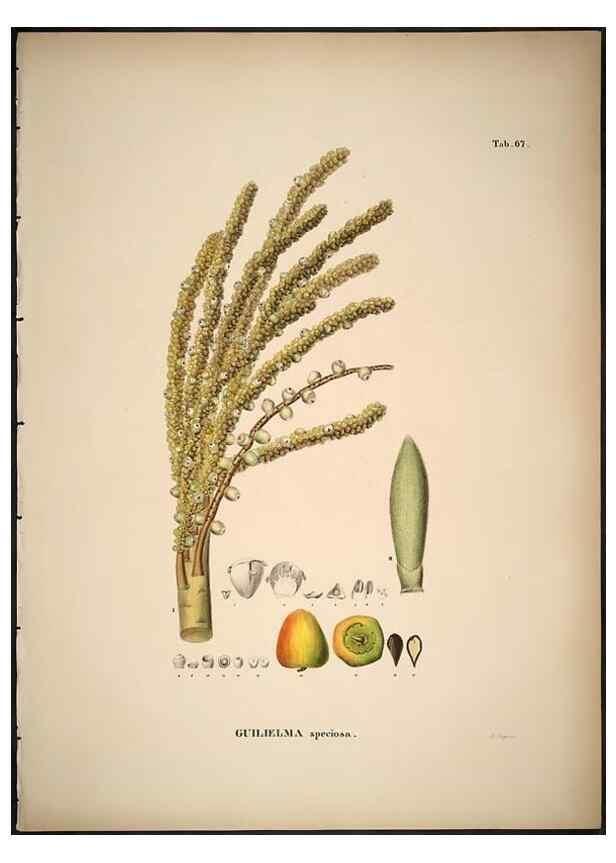 Reproducción/Reproduction 49785975297: Historia naturalis palmarum. Lipsiae: T.O. Weigel, [1823-50]. 