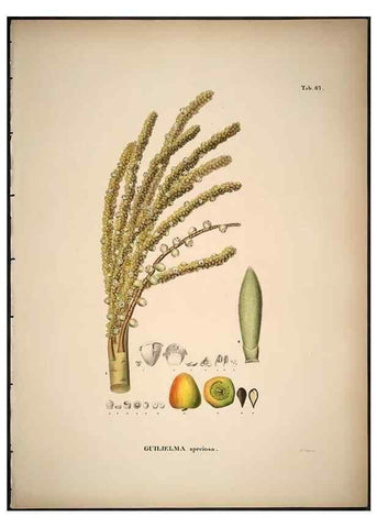 Reproducción/Reproduction 49785975297: Historia naturalis palmarum. Lipsiae: T.O. Weigel, [1823-50]. 