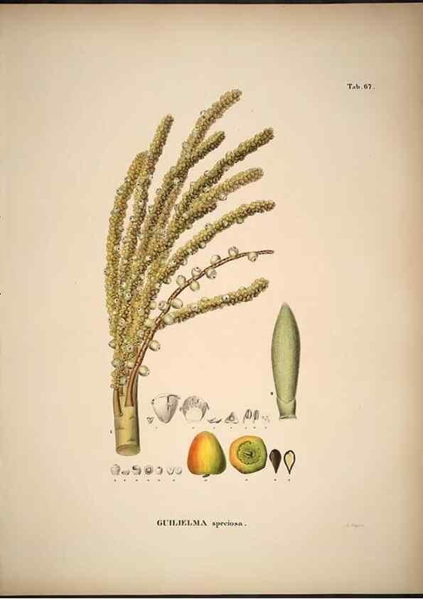 Reproducción/Reproduction 49785975297: Historia naturalis palmarum. Lipsiae: T.O. Weigel, [1823-50]. 