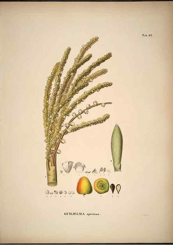 Reproducción/Reproduction 49785975297: Historia naturalis palmarum. Lipsiae: T.O. Weigel, [1823-50]. 