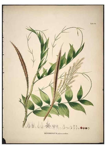 Reproducción/Reproduction 49785117438: Historia naturalis palmarum. Lipsiae: T.O. Weigel, [1823-50]. 
