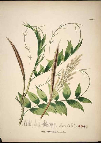 Reproducción/Reproduction 49785117438: Historia naturalis palmarum. Lipsiae: T.O. Weigel, [1823-50]. 