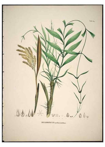 Reproducción/Reproduction 49785117618: Historia naturalis palmarum. Lipsiae: T.O. Weigel, [1823-50]. 