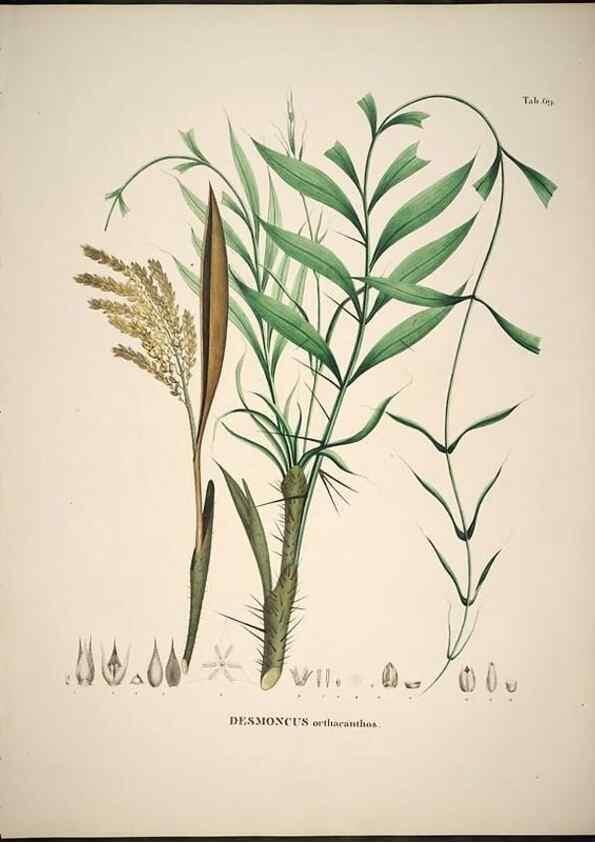 Reproducción/Reproduction 49785117618: Historia naturalis palmarum. Lipsiae: T.O. Weigel, [1823-50]. 
