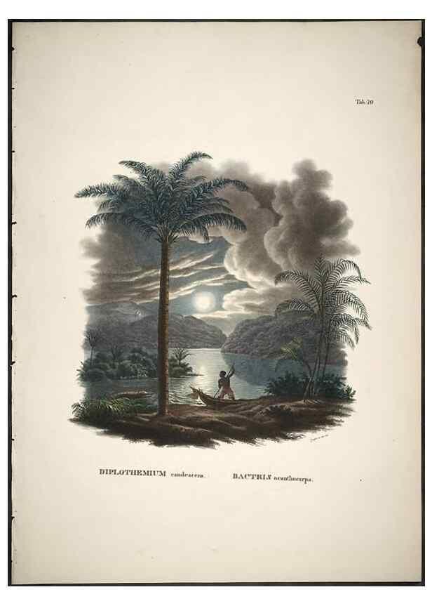Reproducción/Reproduction 49785975827: Historia naturalis palmarum. Lipsiae: T.O. Weigel, [1823-50]. 