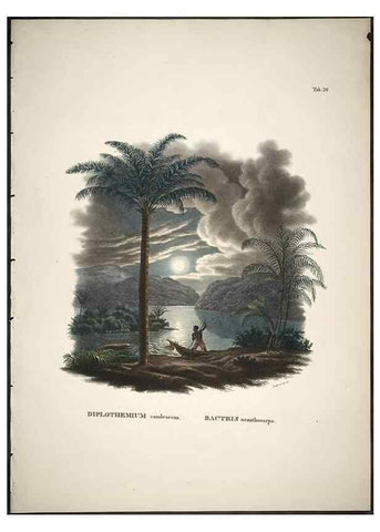 Reproducción/Reproduction 49785975827: Historia naturalis palmarum. Lipsiae: T.O. Weigel, [1823-50]. 