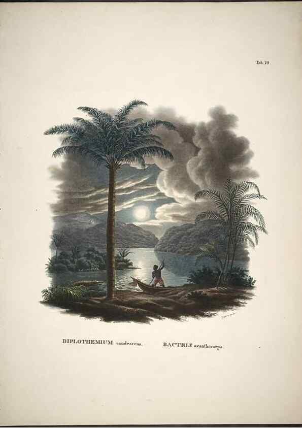 Reproducción/Reproduction 49785975827: Historia naturalis palmarum. Lipsiae: T.O. Weigel, [1823-50]. 