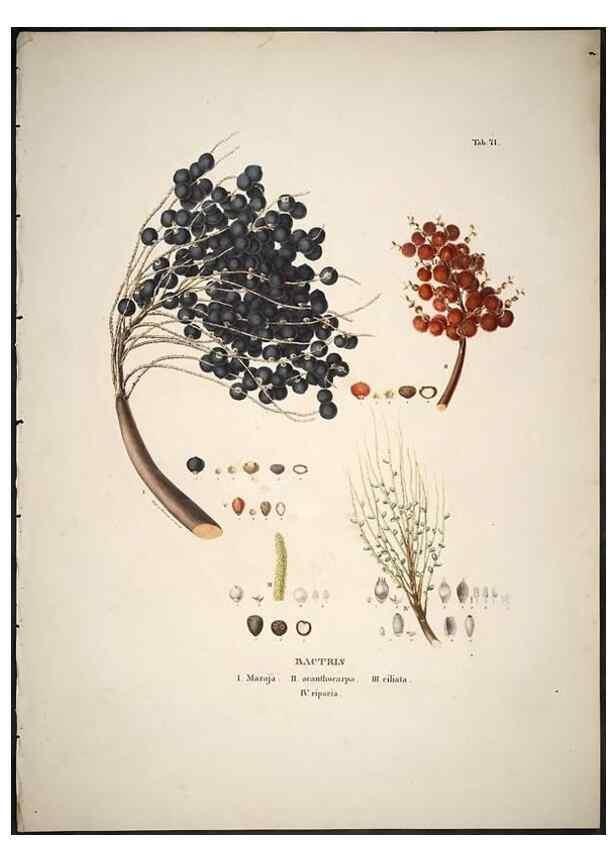 Reproducción/Reproduction 49785653496: Historia naturalis palmarum. Lipsiae: T.O. Weigel, [1823-50]. 