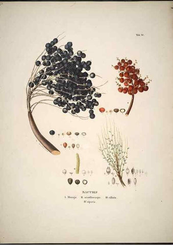 Reproducción/Reproduction 49785653496: Historia naturalis palmarum. Lipsiae: T.O. Weigel, [1823-50]. 