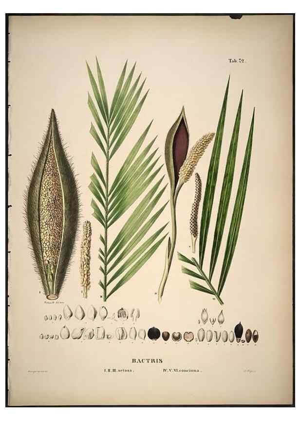 Reproducción/Reproduction 49785653686: Historia naturalis palmarum. Lipsiae: T.O. Weigel, [1823-50]. 