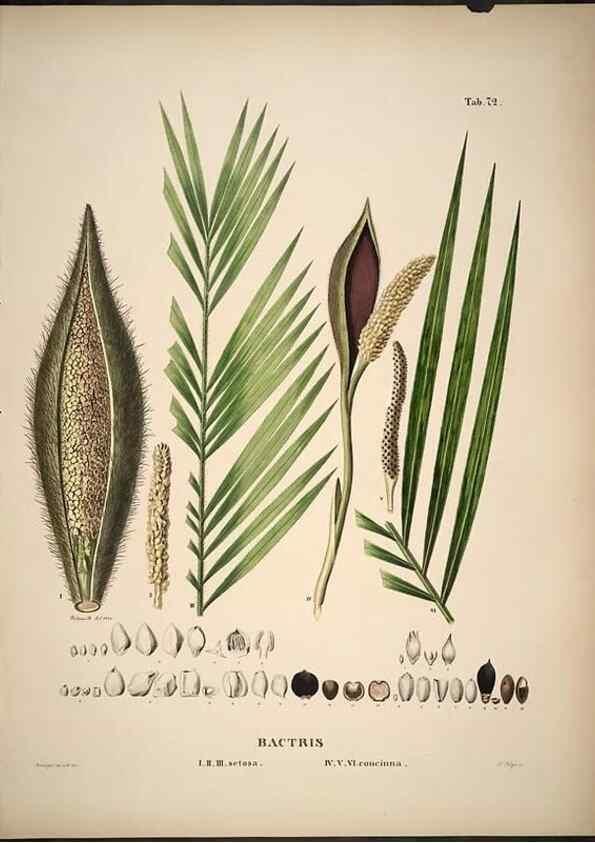 Reproducción/Reproduction 49785653686: Historia naturalis palmarum. Lipsiae: T.O. Weigel, [1823-50]. 