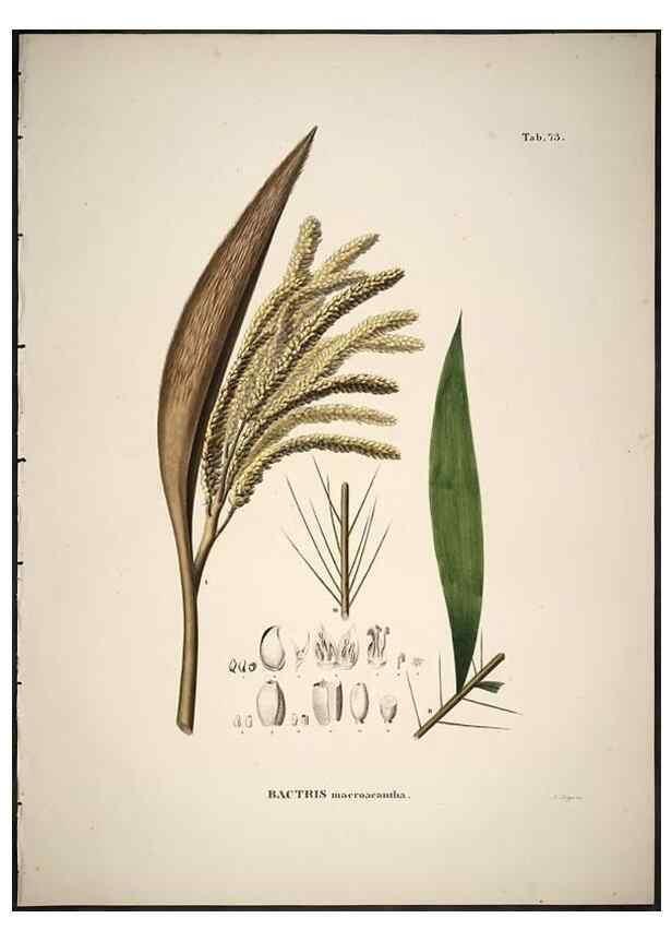 Reproducción/Reproduction 49785118428: Historia naturalis palmarum. Lipsiae: T.O. Weigel, [1823-50]. 